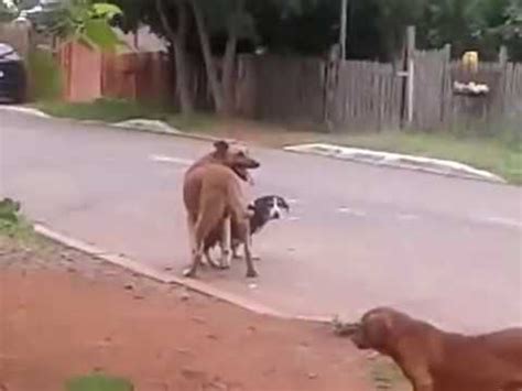 cachorra transando|4.571 Vídeos grátis de Animal Acasalando